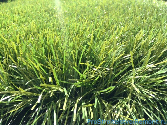 Искусственная трава или натуральный газон?